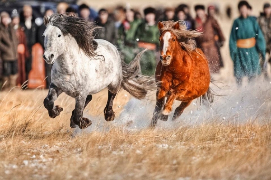 Horse parade — 1