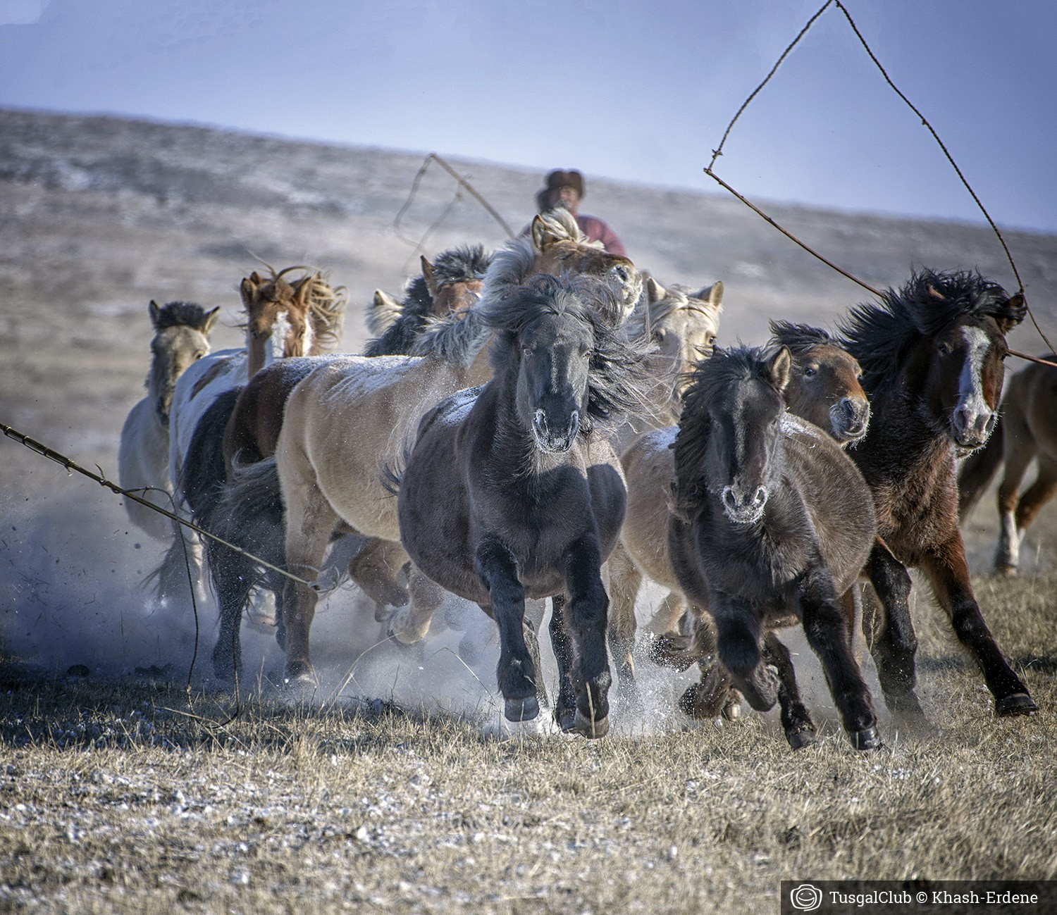 Horse parade — 2